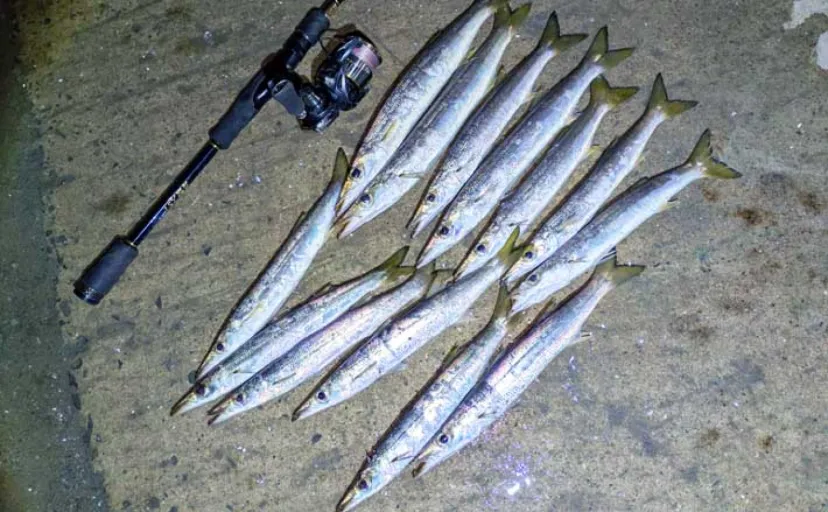 「炙りが大好評!」ショアジギングでカマス連打【和歌山】ブレードジグに好反応