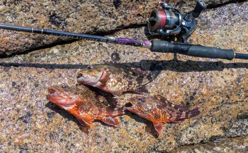 紀南エリアのランガンルアーフィッシングでガシラ祭り【和歌山】今後はアオリに期待