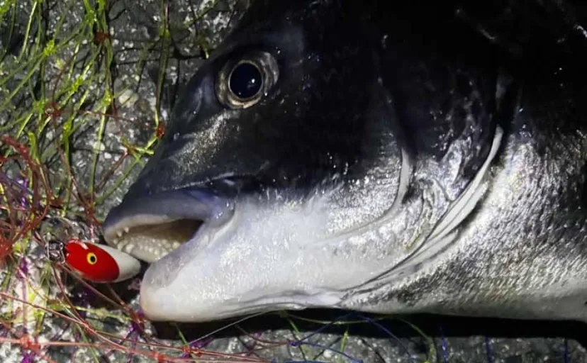 「ソフトルアー vs ハードルアー」 チニングで効果的なのはどっち？