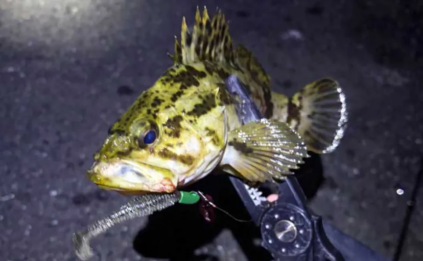 「オフシーズンに期待は禁物だった？」 大阪湾奥ライトゲーム釣行で3連続ボウズ