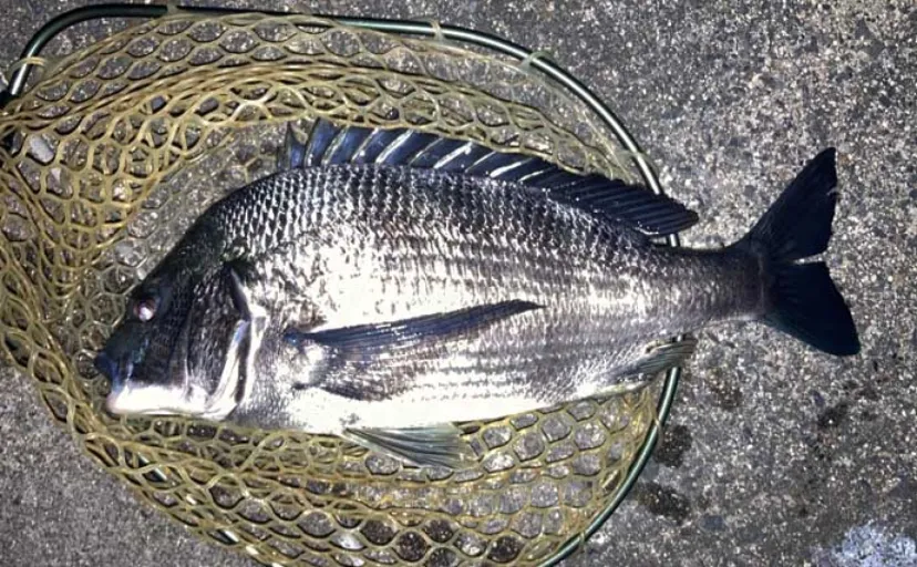 運河エリアでのプラッギングで「年無し」クロダイをキャッチ！【三重】