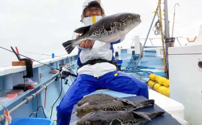 人気急上昇中の「東京湾トラフグ釣り」入門　【タックル・仕掛け・釣り方・注意点を解説】