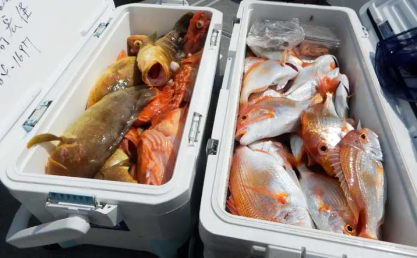 沖五目釣りでクーラーボックス2個満タン釣果！【第二大福丸】レンコにアオナが好調