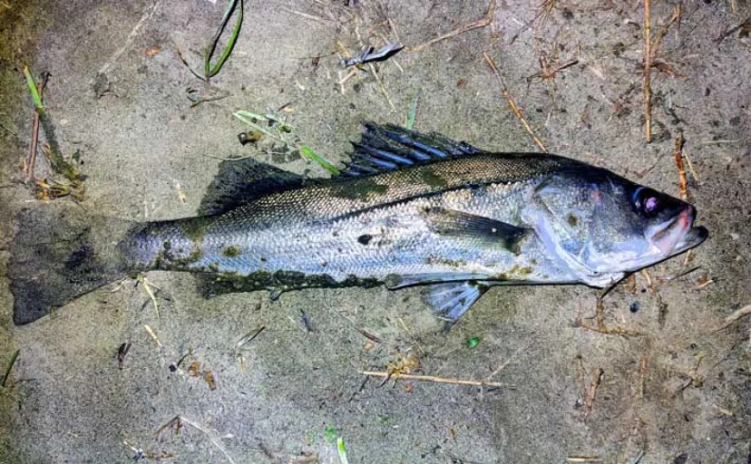 「中途半端なマッチザベイトはダメ?」 高難度の春のシーバスゲームで貴重な1匹を手中