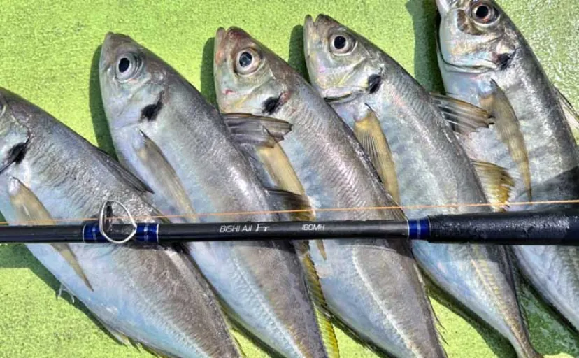 高コスパロッドで東京湾ブランドアジを狙い撃つ【関義丸】速潮の中での正確なタナ取りが重要