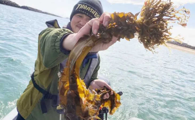 船での「ワカメ狩り」体験が面白い&美味しい! 箕田消波ブロック帯で旬のワカメをGET