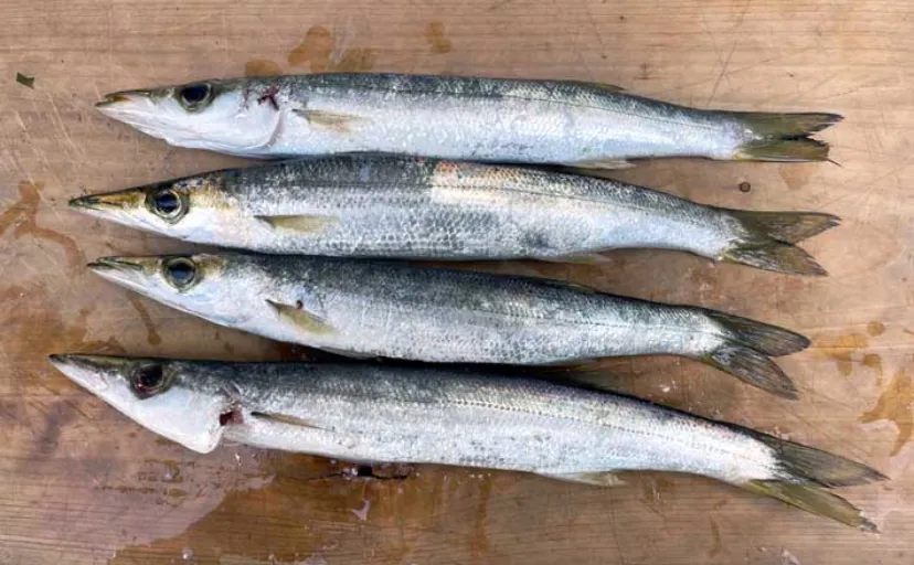 南房エリアで陸っぱりカマス釣り【千葉】サビキとワームにヒットも数は伸びず