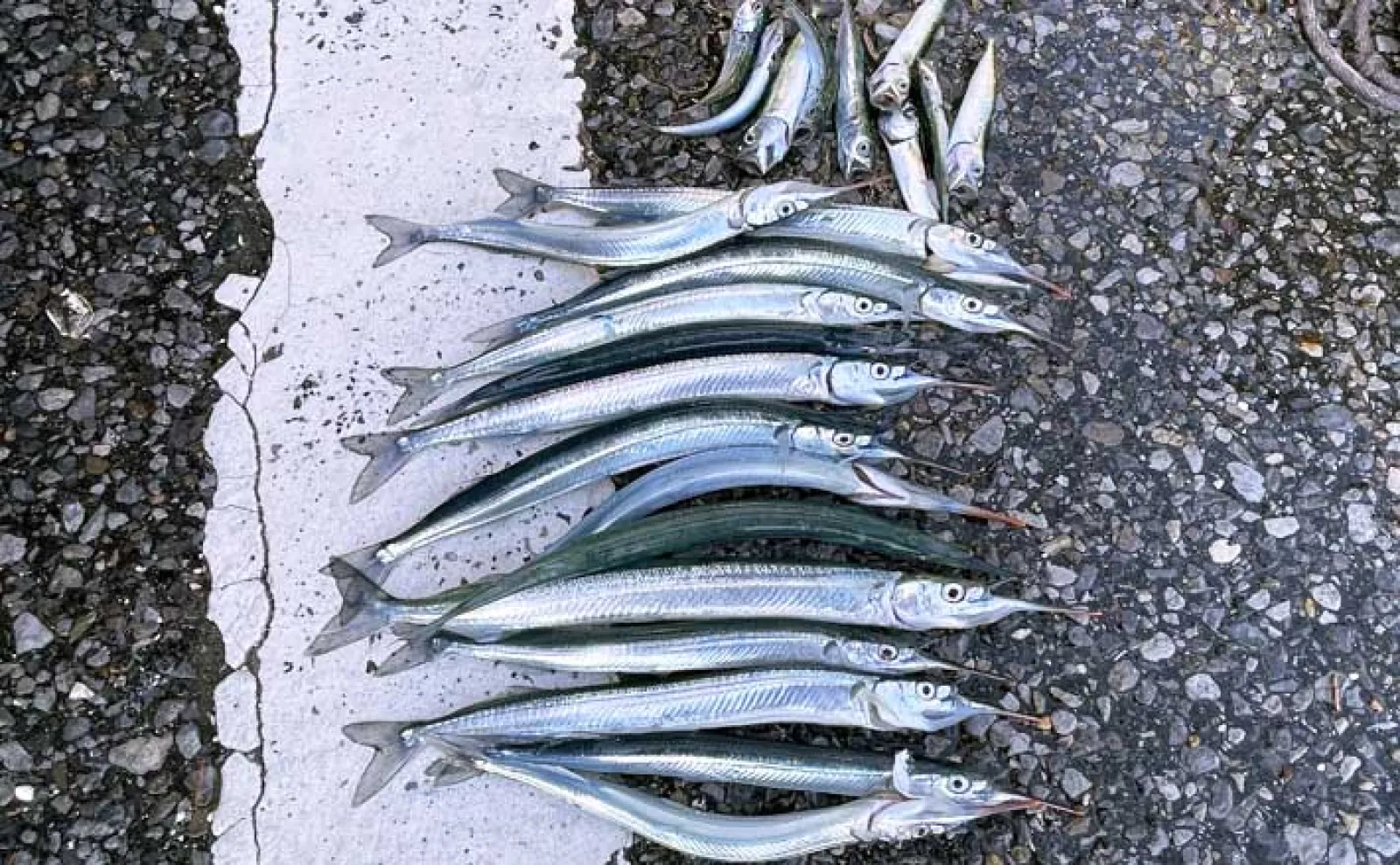 堤防ウキ釣りでサヨリ14尾を手中【興津港・千葉】まきエサが逆効果に