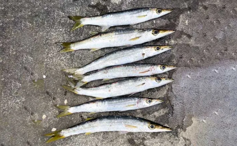 100均のワームでカマス7尾を手中！【富浦新港・千葉】ライトゲームで挑戦