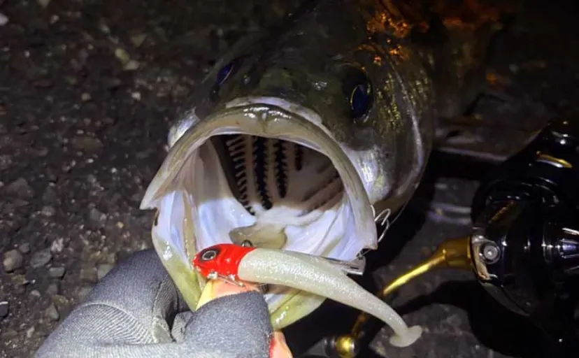 「海水温は上がったけど海はまだ静か」大阪湾沿岸ルアーフィッシングのリアルタイム釣況