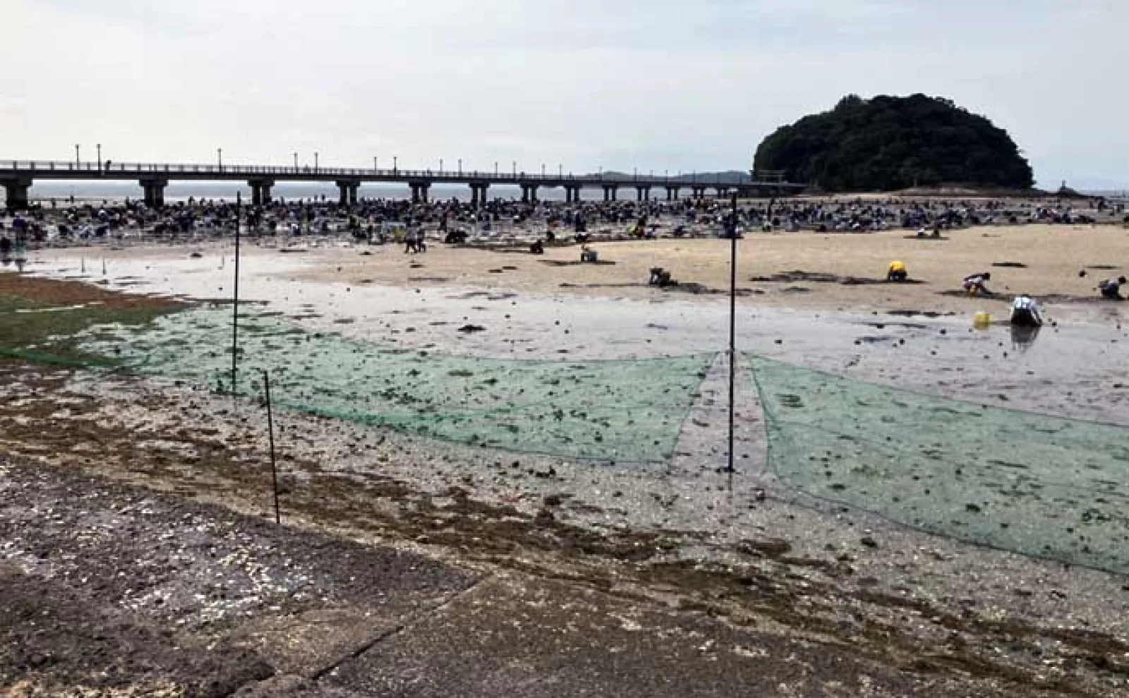 解禁初日の『竹島海岸』で8cm級良型ハマグリを発見【愛知】1時間で規定