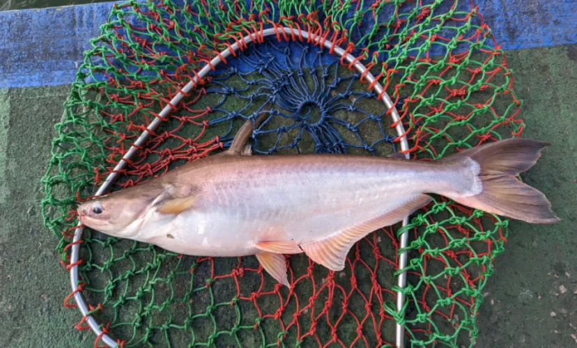 「淡水魚から海藻まで？」 世界の食卓を支える意外な養殖魚介たち