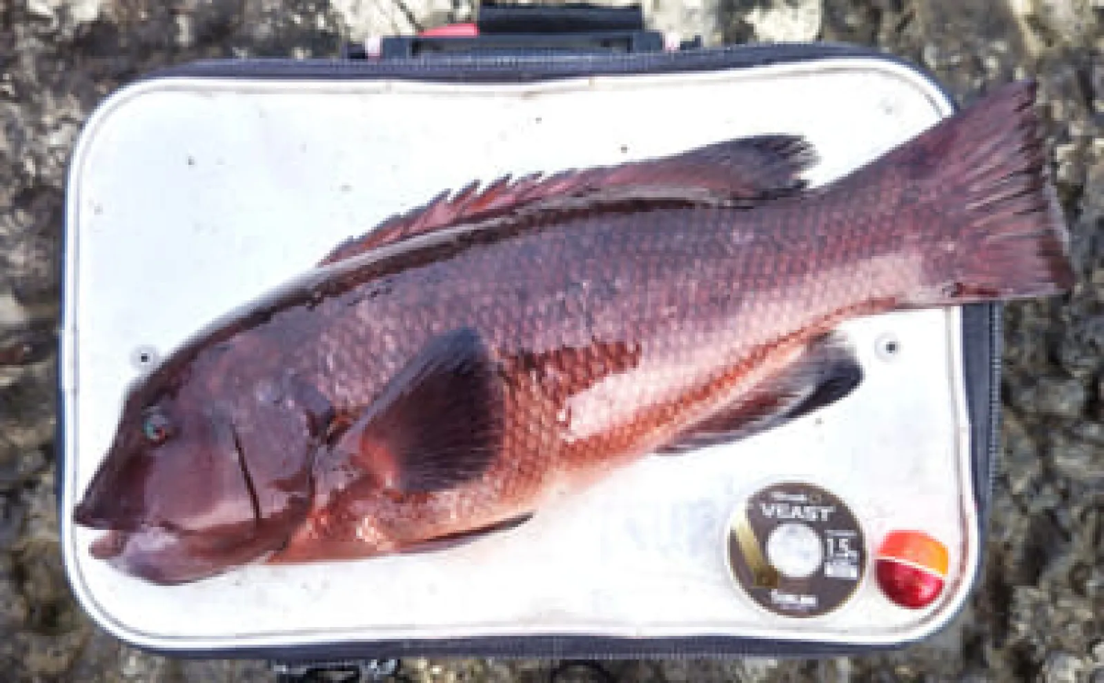 伊戸の地磯でのフカセ釣りで50cm級カンダイをキャッチ！【南房・千葉