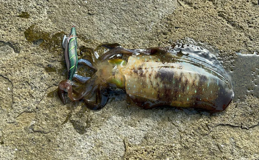 リーダーの長さの新基準は「肩幅」で決まり? ショートリーダーのメリットを紹介