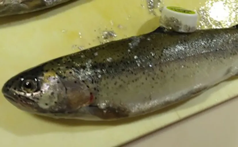 日本一小さい「蕨」市の唯一の釣り堀『つかプーフィッシング』で鯉とニジマス釣りを堪能