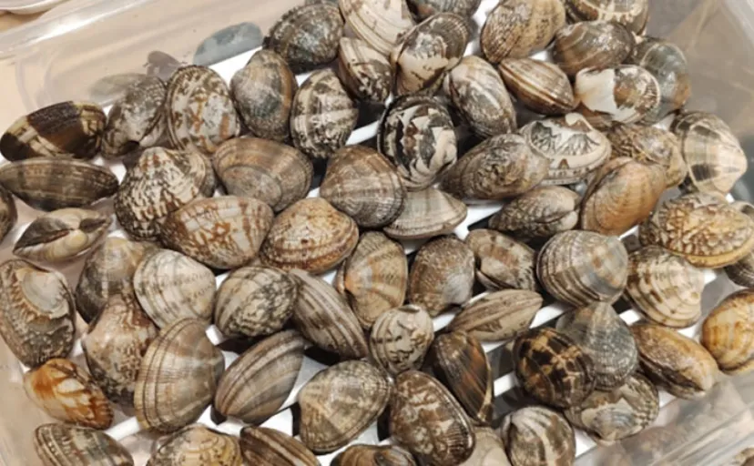 「釣り人的思考」でアサリ大量確保に成功！ 秘訣はアサリと人の考えを読むこと？