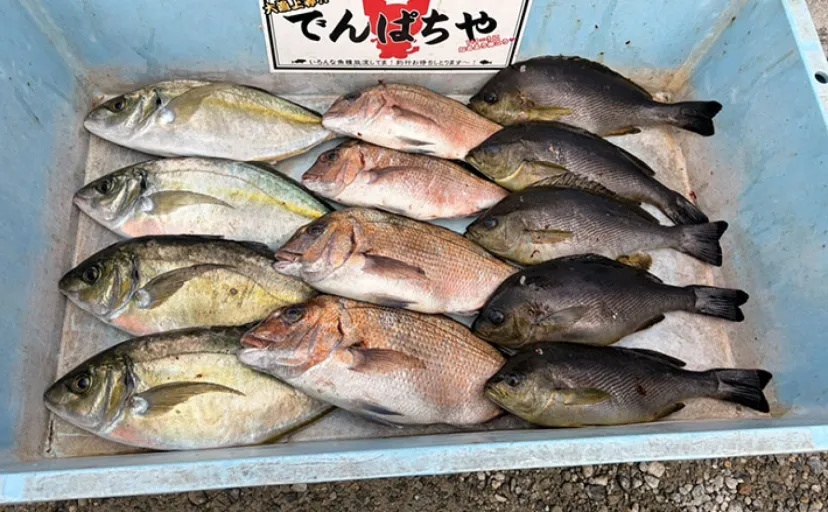 春の小難しい海上釣り堀でも好釣果！【傳八屋】コツはプレッシャーの見極めとエサローテ？