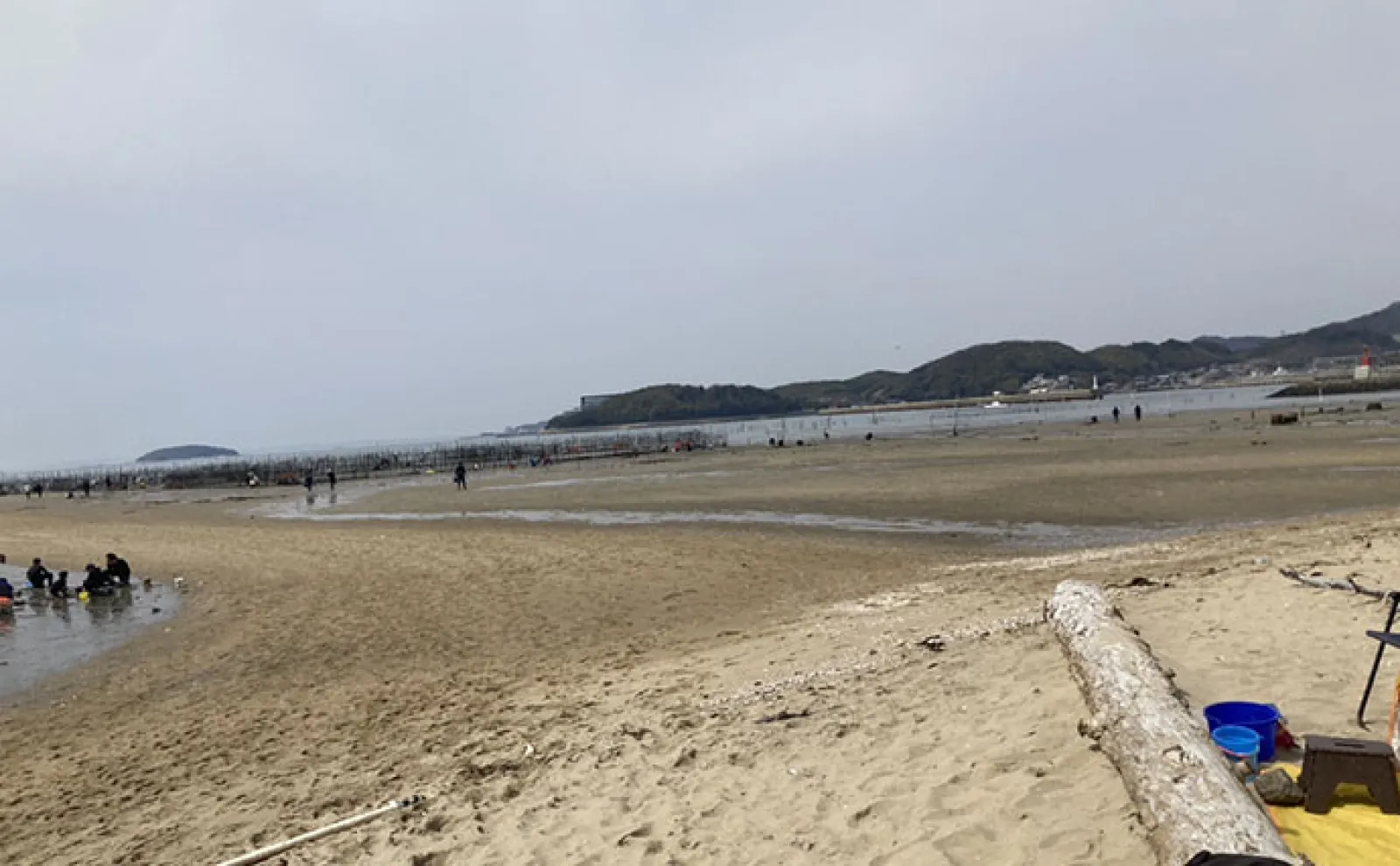 解禁直後の前島で10cm特大ハマグリを発見！【愛知】砂と粘土層の境界が