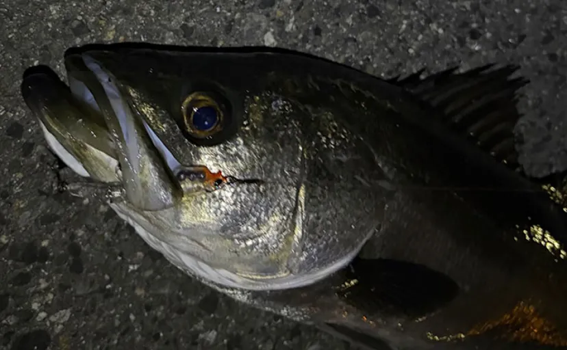 「春になればメバルは簡単に釣れる」は嘘？　メバリングで60cm級シーバスのみ