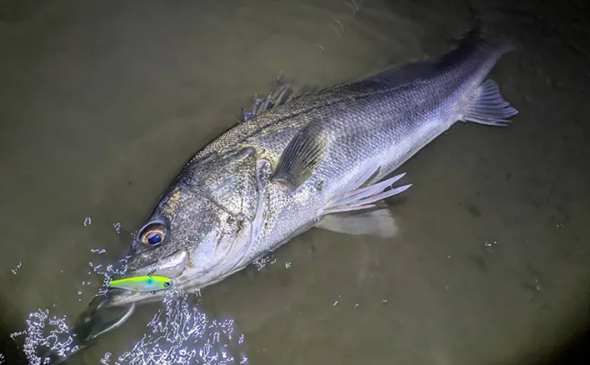 87cm「ランカー」シーバス堂々参上！ 春のハクパターンでヒット