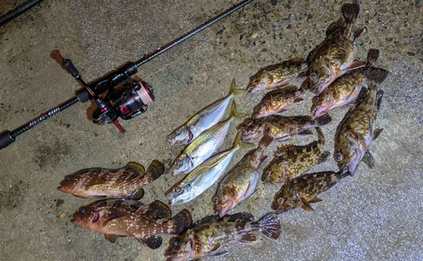 漁港ライトゲームでアジ・アコウ・ガシラ【京都】アジングは連発せず拾い釣り