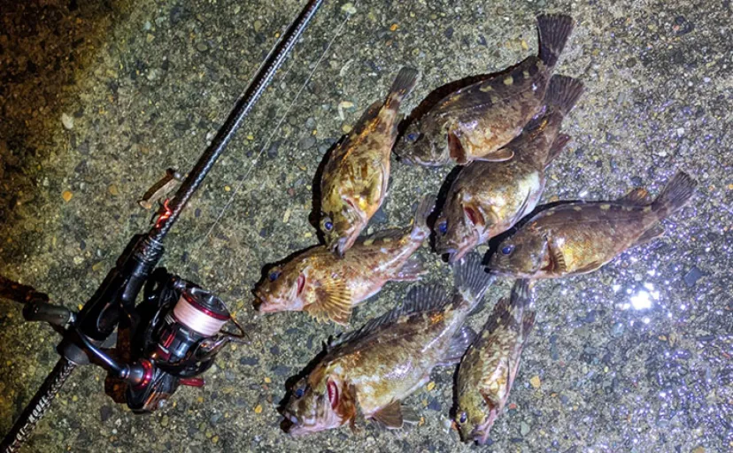 日本海でライトロックゲーム＆エギングの二刀流釣行【京都】ガシラにコウイカの両本命をキャッチ！