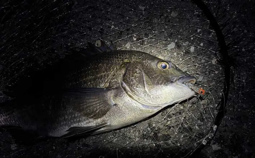 汽水域でのルアー釣行で60cmシーバスに45cmチヌをキャッチ【泉大津・大阪】