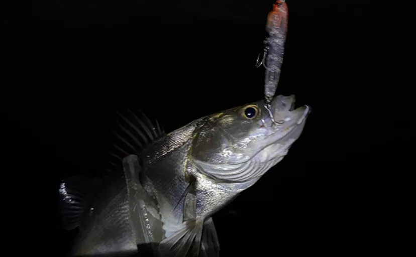 シーサイドコスモのメバリング釣行でシーバス連打！【大阪】本命メバルは不発