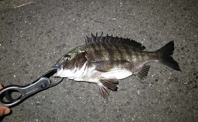 「ジグヘッド＋エサ」は波止釣り最強メソッド！ マイクロテンヤのボトムゲームを解説