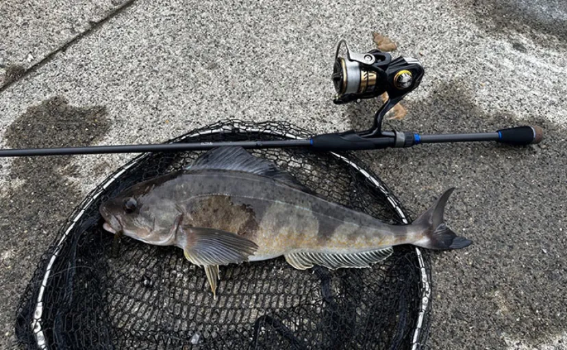 ロックゲームタックル流用で手軽に釣れる！防波堤からルアーで狙うホッケ釣り【初心者も始めやすい】