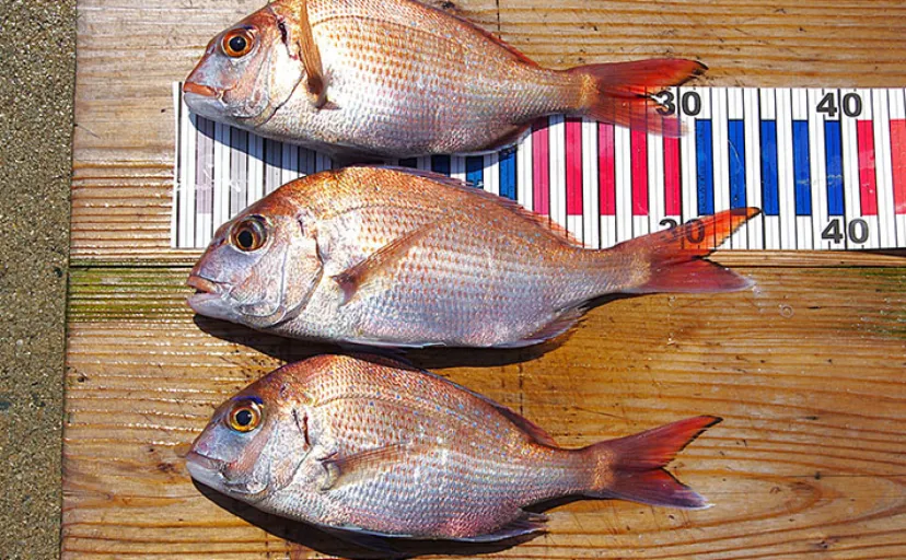 チョクリ仕掛けのマダイ釣りが開幕！ 全長8m8本針の仕掛けで35cm級マダイ3匹【兵庫】