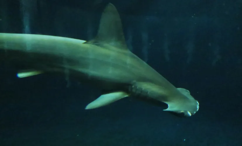 アサリ資源を守ろうとすると絶滅危惧種のサメが減るワケとは?