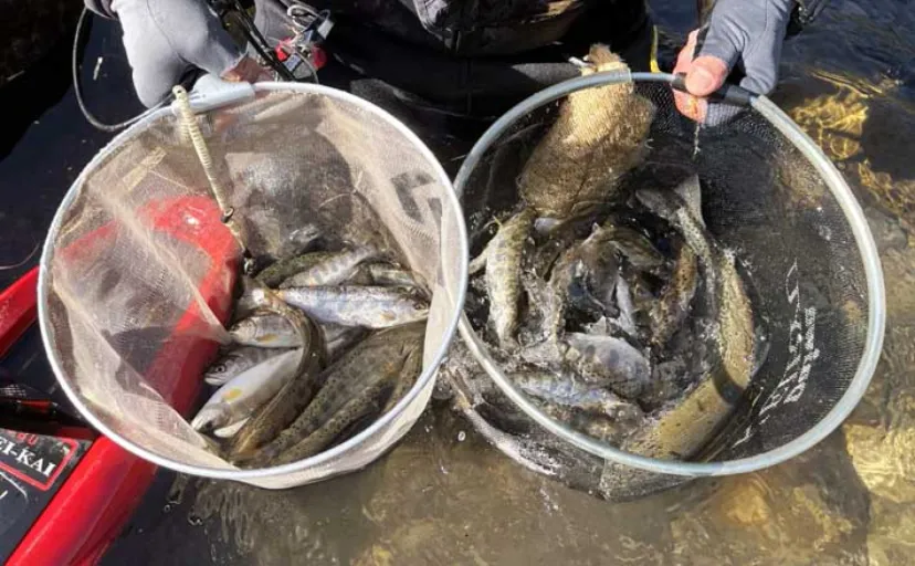 長良川本流の渓流エサ釣りで20cm超えアマゴが連発!【岐阜】40cm級ニジマスもヒット