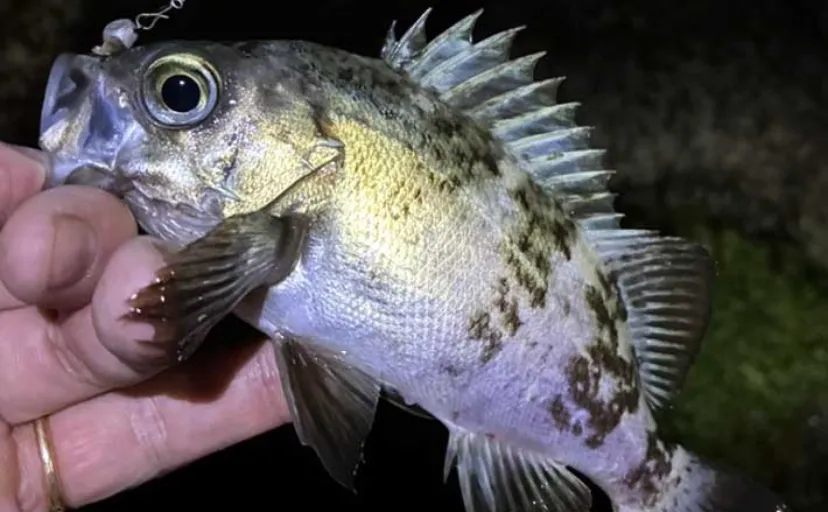 「エサで魚を探してルアーでサイズを狙う！」ハイブリッドメバリングで20cm超えメバル登場