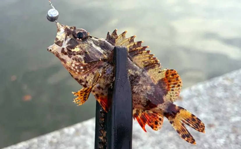 春は穴釣りとライトなショアジギングがオススメ!【大阪】谷川港でカサゴとメバルを好捕