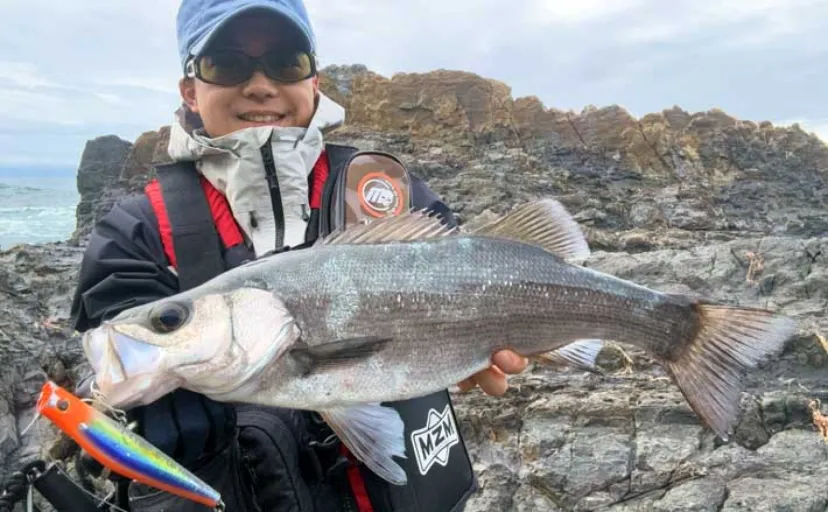 磯でのルアー釣りで本命ヒラスズキと対面成功！【和歌山】ルアー止めたタイミングでヒット