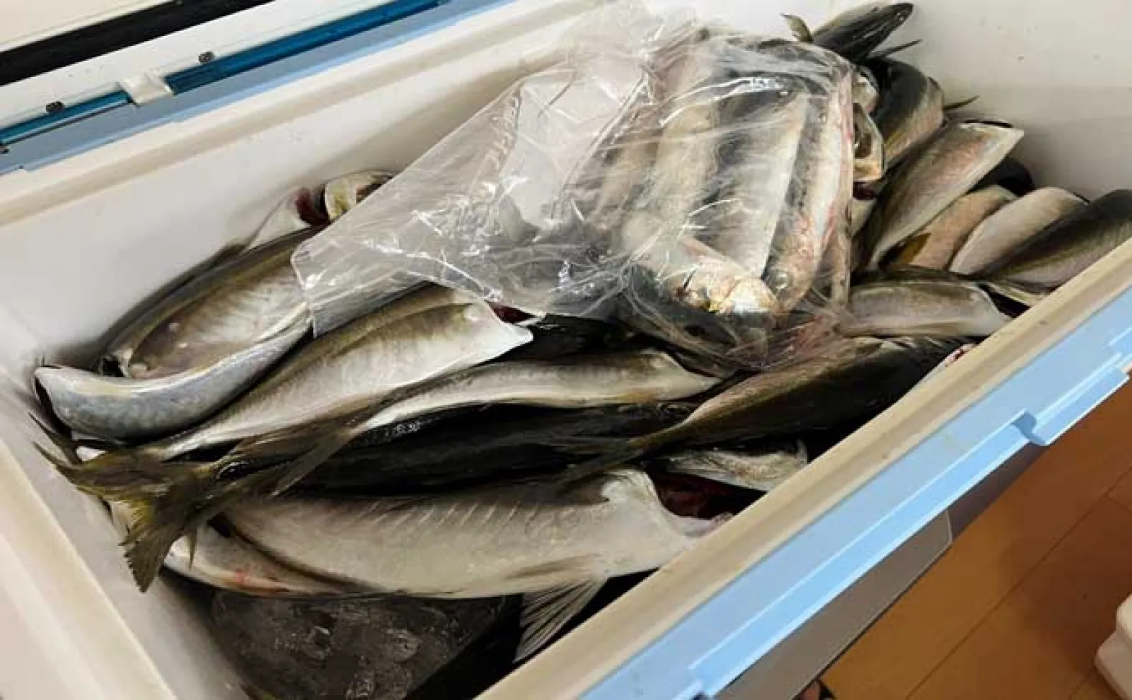 新潟のヒラメ釣り釣果レポート：活きイワシエサに7.2kg大ヒラメが喰っ