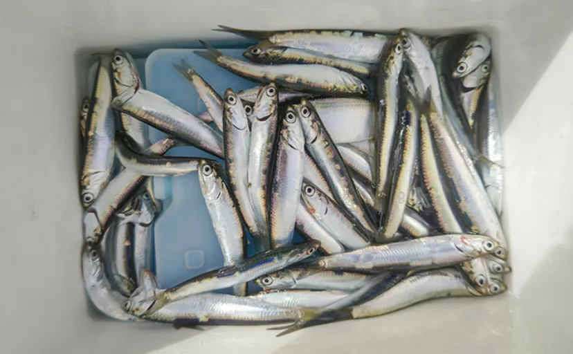 『検見川浜の突堤』でのサビキ釣りでカタクチイワシ発見！【千葉】