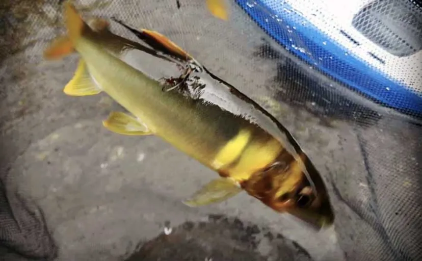【2026・アユ釣り開幕】トモ釣りってどんな釣り？初心者向けに解説
