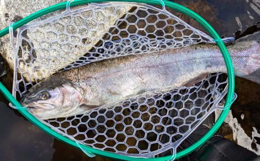 早川での渓流エサ釣りで53cmニジマスを手中！【神奈川】ブドウ虫エサにヒット