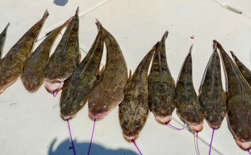 船マゴチ釣りで60cm筆頭に本命乱舞！エサよりルアーに好反応【第八新西丸・山口】