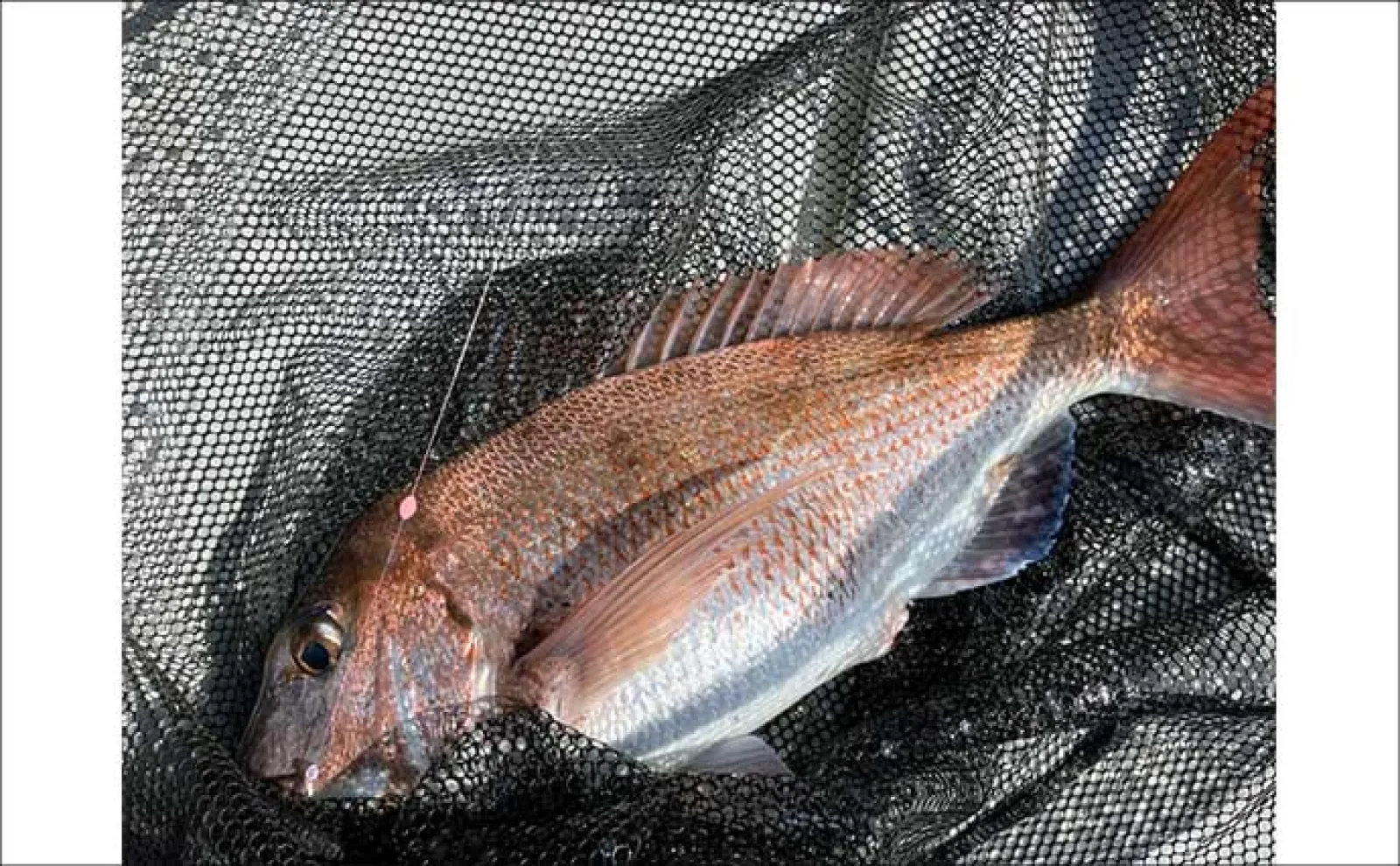 初夏の新潟・上越沖コマセ釣りで本命の真鯛数釣りを達成！【子丸