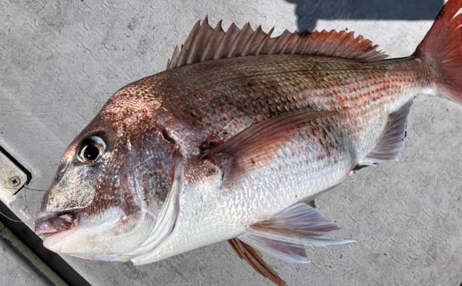 初夏の新潟・上越沖コマセ釣りで本命の真鯛数釣りを達成！【子丸