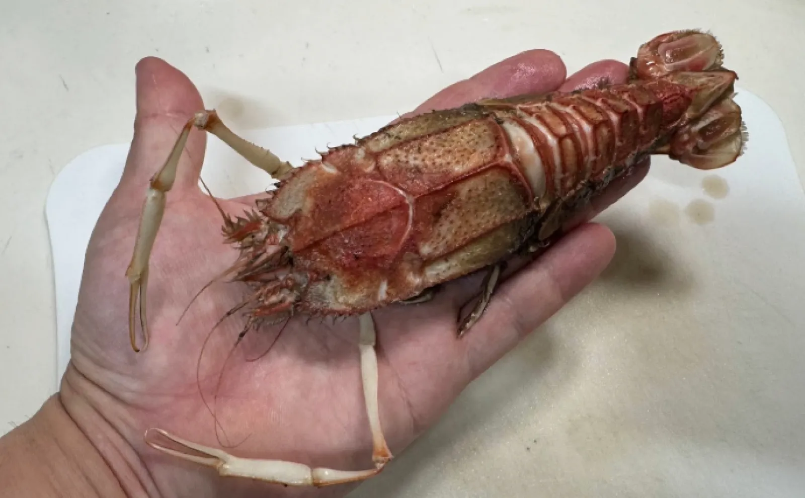 深海の人気アイドル『メンダコ』を食べてみた 飲み込めないほどの味と