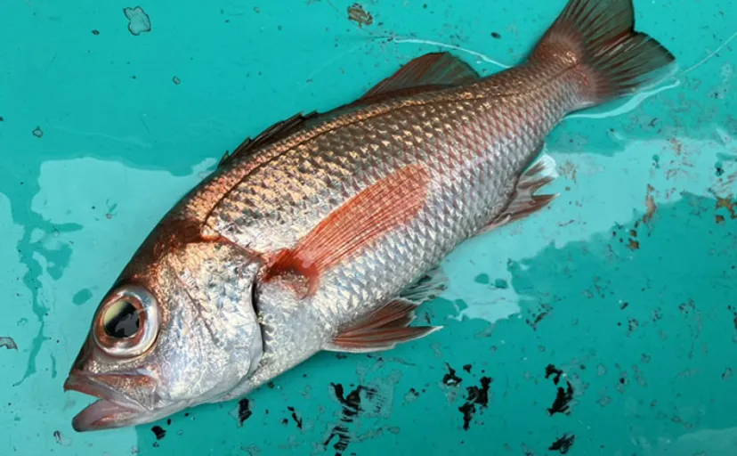 富山湾でアカムツ釣りシーズン到来！開幕戦で本命3匹手中に成功【強神丸】