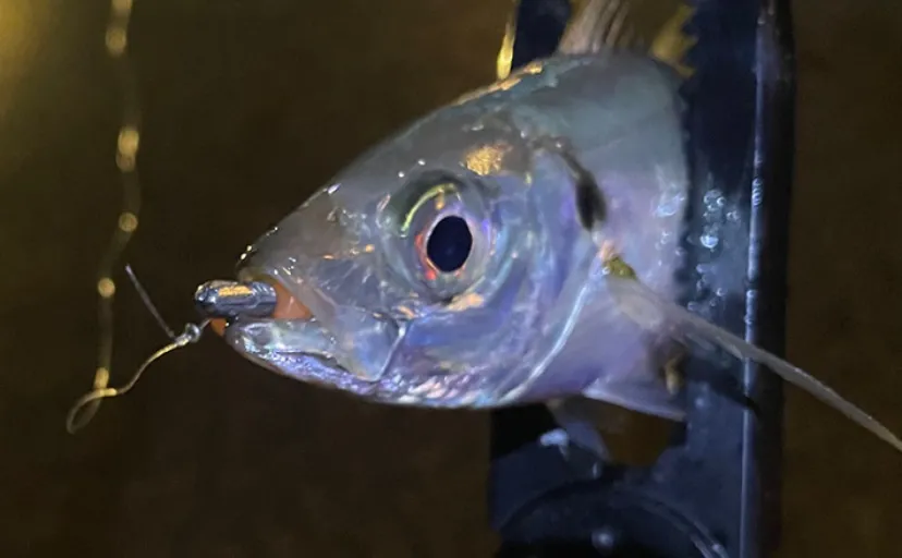「梅雨の釣りは小雨と大雨で何が違う？」 魚の活性を左右する海中変化を解説