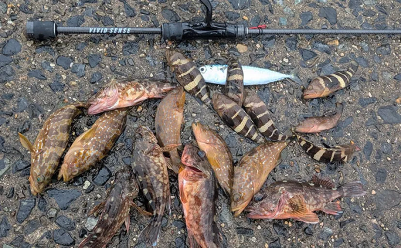 日中ライトルアー釣行でハタ類にガシラと根魚続々【京都】千切れたワームでも連発?