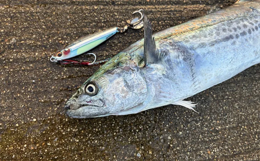 秋の青物シーズンが開幕【南港魚つり園】ブレード付きジグでサゴシをキャッチ!