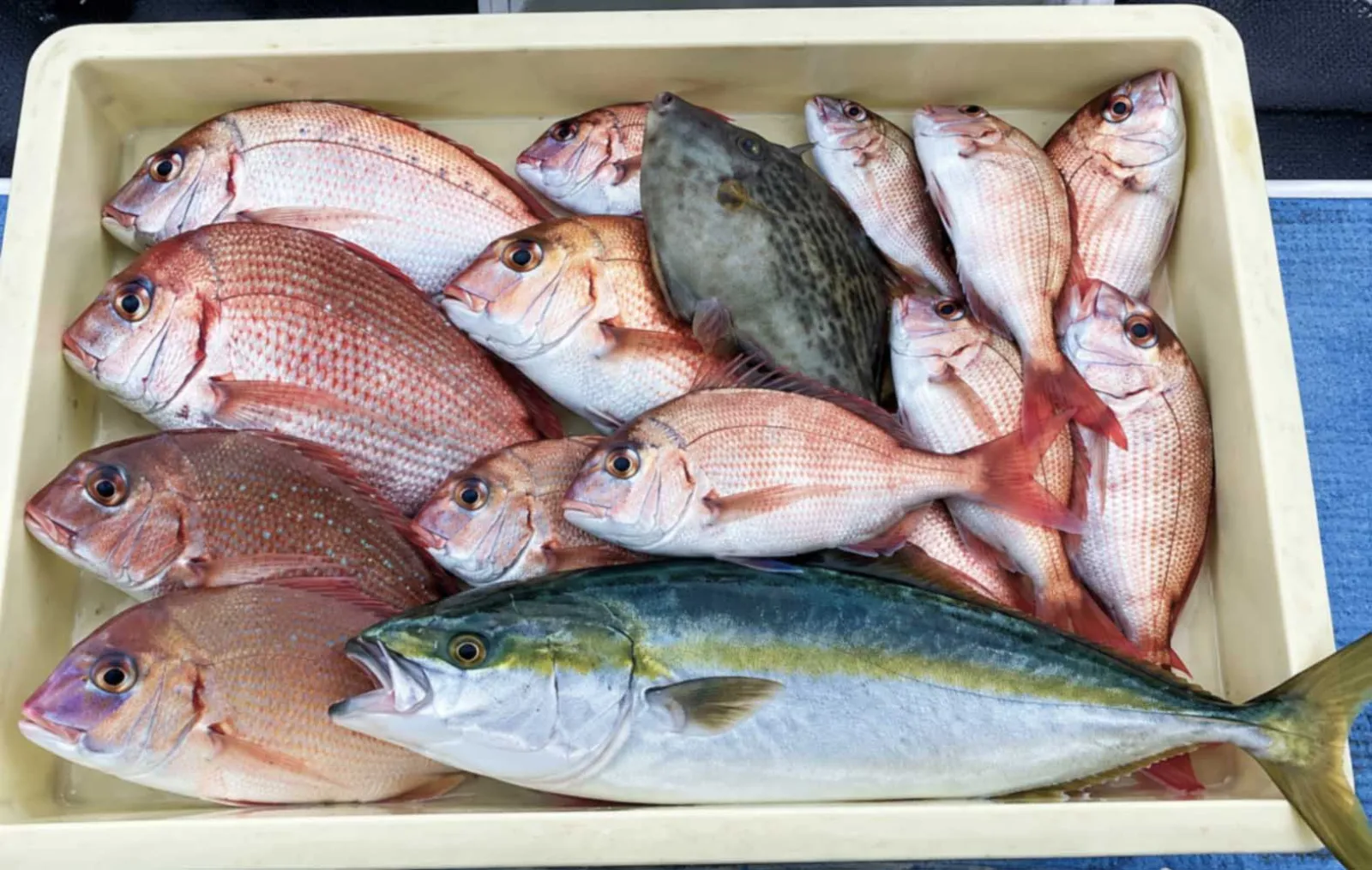 魚種多彩なウタセ五目釣りがいよいよ開幕！ 中部の「知って得する」船