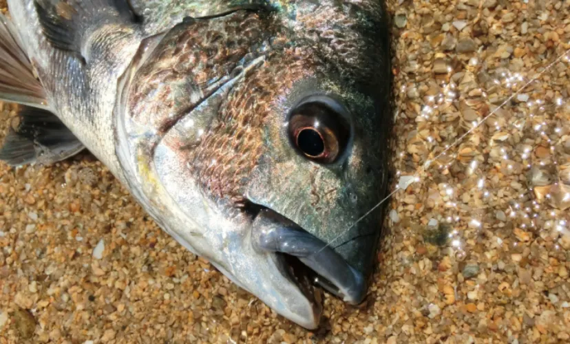 東京都心で増え続けるクロダイはますます身近な存在へ　気難しい魚のイメージは過去のもの？